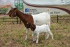 1+1X BOER GOAT DOE STUD PIETER SMITH