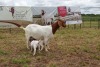 1+3X BOER GOAT DOE STUD PIETER SMITH