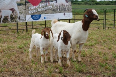 1+2X BOER GOAT DOE STUD PIETER SMITH