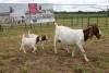 1+2X BOER GOAT DOE STUD PIETER SMITH