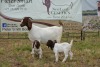 1+2X BOER GOAT DOE STUD PIETER SMITH