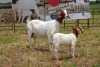 1+1X BOER GOAT DOE FLOCK PIETER SMITH