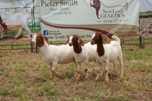 3X BOER GOAT DOE PIETER SMITH (Per Piece to take the lot)