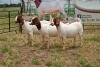 3X BOER GOAT DOE TBC PIETER SMITH (Per Piece to take the lot)