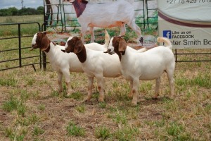 3X BOER GOAT DOE TBC PIETER SMITH (Per Piece to take the lot)