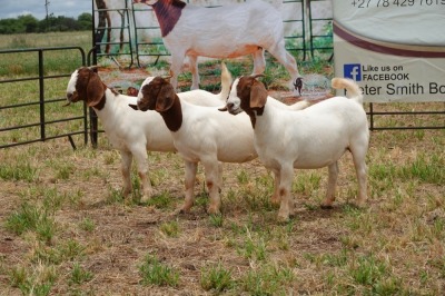 3X BOER GOAT DOE TBC PIETER SMITH (Per Piece to take the lot)