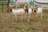 3X BOER GOAT DOE PS PIETER SMITH (Per Piece to take the lot)