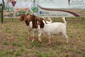 3X BOER GOAT DOE TBC PIETER SMITH (Per Piece to take the lot)