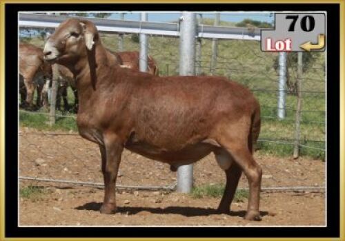 LOT 70 1X MEATMASTER RAM