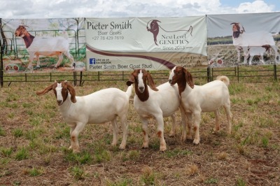 3X BOER GOAT DOE TBC PIETER SMITH (Per Piece to take the lot)