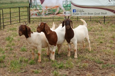 3X BOER GOAT DOE PS PIETER SMITH (Per Piece to take the lot)