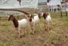 3X BOER GOAT DOE TBC PIETER SMITH (Per Piece to take the lot)