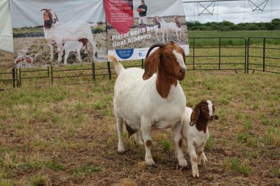 1+2X BOER GOAT DOE STUD PIETER SMITH