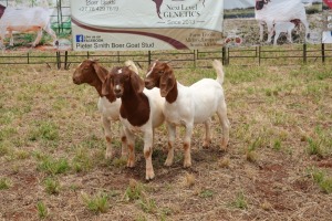 3X BOER GOAT DOE TBC PIETER SMITH (Per Piece to take the lot)