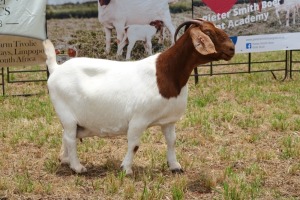 1X BOER GOAT DOE FLOCK PIETER SMITH