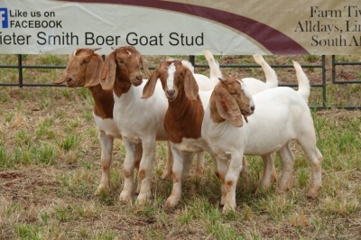 4X BOER GOAT DOE TBC PIETER SMITH (Per Piece to take the lot)