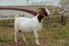 1X BOER GOAT DOE Pregnant - STUD PIETER SMITH