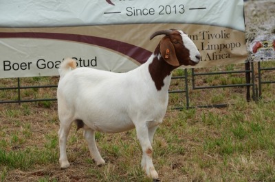 1X BOER GOAT DOE Pregnant - STUD PIETER SMITH