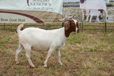 1X BOER GOAT DOE Pregnant - STUD PIETER SMITH