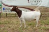 1X BOER GOAT DOE Pregnant - FLOCK PIETER SMITH