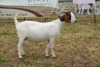 1X BOER GOAT DOE STUD PIETER SMITH