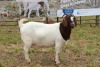 1X BOER GOAT DOE STUD PIETER SMITH