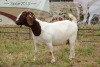 1X BOER GOAT DOE STUD PIETER SMITH