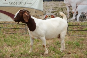 1X BOER GOAT DOE STUD PIETER SMITH