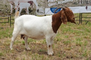 3X BOER GOAT DOE FLOCK PIETER SMITH (PER PIECE TO TAKE THE LOT)