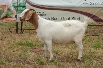 1X BOER GOAT DOE FLOCK PIETER SMITH