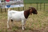 1X BOER GOAT DOE Pregnant - STUD PIETER SMITH