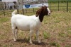 1X BOER GOAT DOE Pregnant - STUD PIETER SMITH