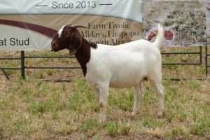 1X BOER GOAT DOE Pregnant - FLOCK PIETER SMITH