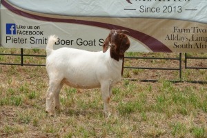 1X BOER GOAT DOE STUD PIETER SMITH