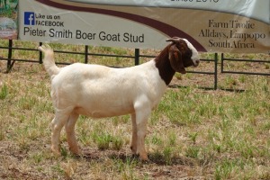 1X BOER GOAT DOE PS PIETER SMITH