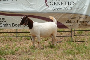 1X BOER GOAT DOE STUD PIETER SMITH