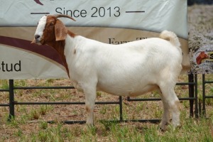 1X BOER GOAT DOE Pregnant - FLOCK PIETER SMITH