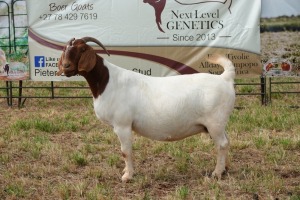 1X BOER GOAT DOE Pregnant - STUD PIETER SMITH