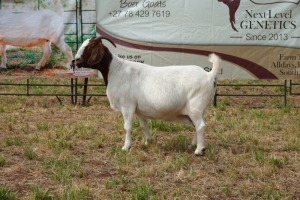 1X BOER GOAT DOE FLOCK PIETER SMITH