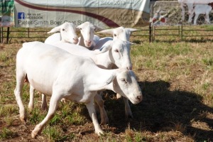 5X WHITE DORPER EWE PIETER SMITH (Per Piece to take the lot)