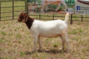 1X BOER GOAT DOE PS PIETER SMITH