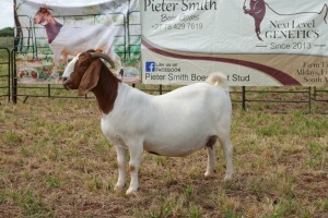 1X BOER GOAT DOE Pregnant - FLOCK PIETER SMITH