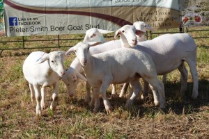 5X WHITE DORPER EWE PIETER SMITH (Per Piece to take the lot)