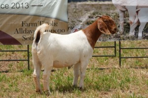 1X BOER GOAT DOE FLOCK PIETER SMITH