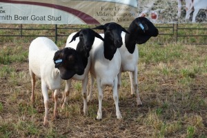 4X PERSIAN SHEEP EWE PIETER SMITH (Per Piece to take the lot)