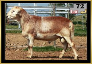 LOT 72 1X MEATMASTER RAM