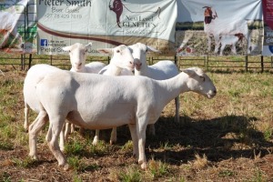 5X WHITE DORPER EWE PIETER SMITH (Per Piece to take the lot)