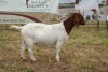 1X BOER GOAT DOE Pregnant - STUD PIETER SMITH