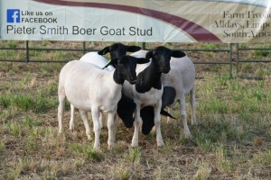 5X DORPER EWE PIETER SMITH (Per Piece to take the lot)