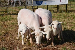 4+4X WHITE DORPER EWE PIETER SMITH (Per Piece to take the lot)